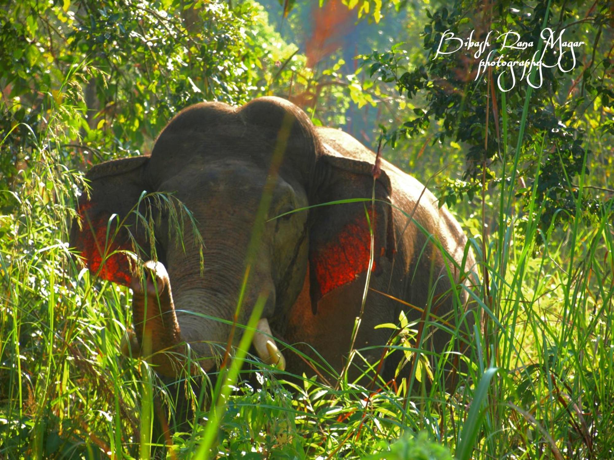 Hotel Mr. B'S Place Bardiya Exteriér fotografie